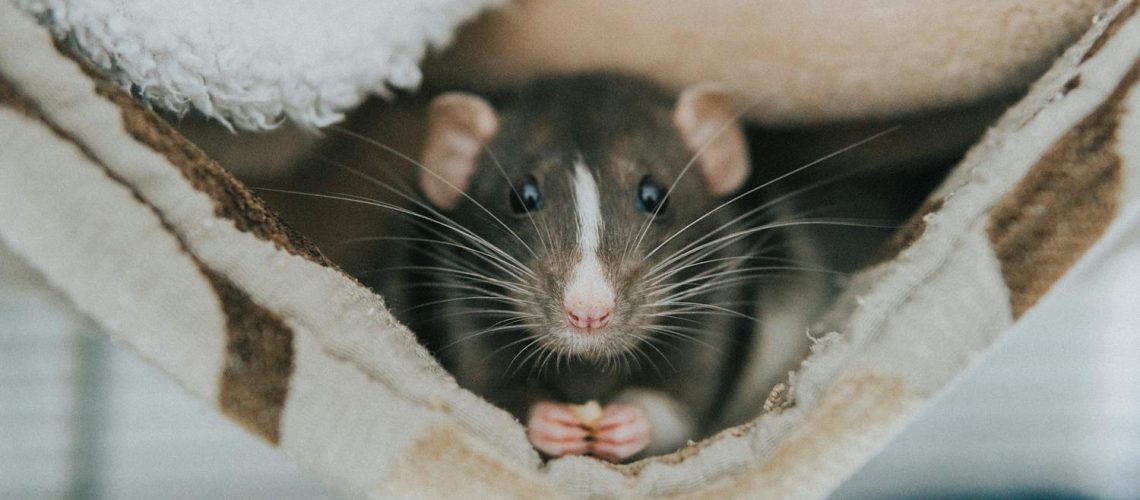 Musophobie : pourquoi avons-nous peur des rats ou des souris ?